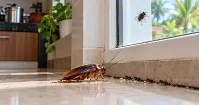 Cockroach, ants, and a housefly near a kitchen window and floor edge